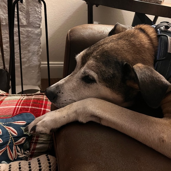 Meet your Posher, Elizabeth ♥️ - Picture 3 of 9